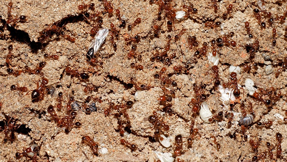 Červený mravec ohnivý (Solenopsis invicta)