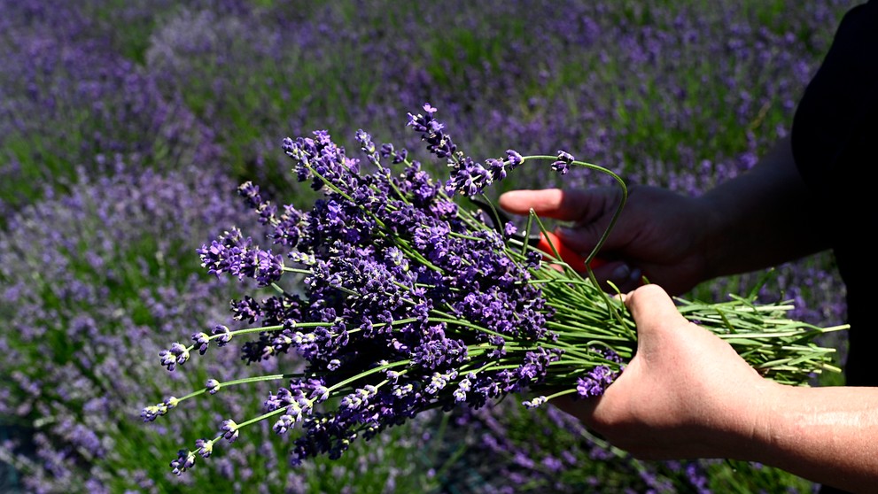 Cennet: 62. epizóda