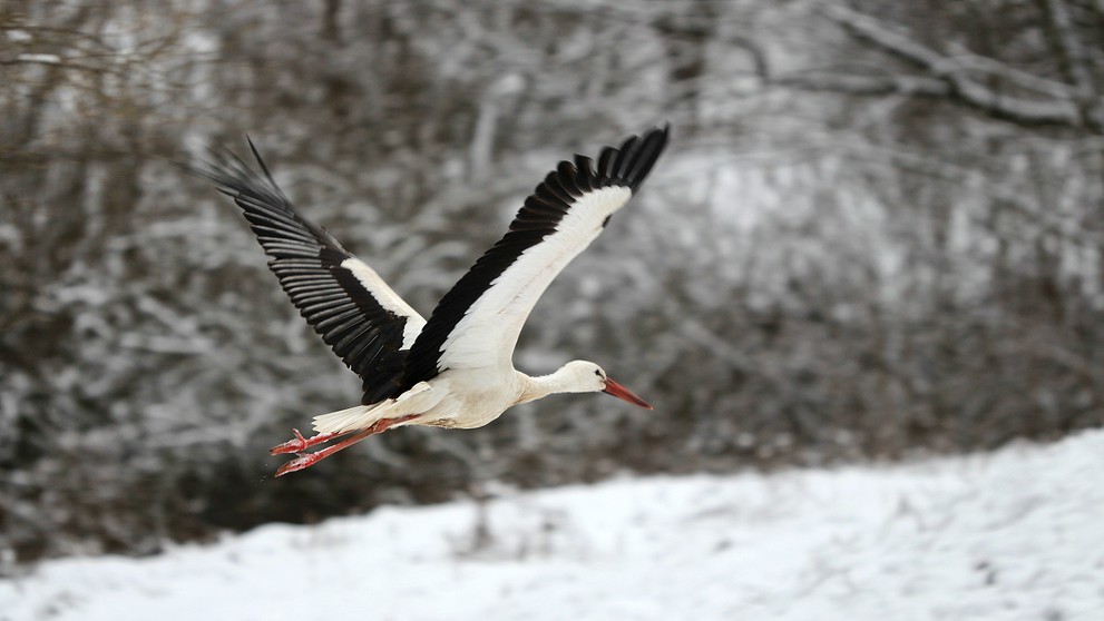 Bocian biely zachytený v sedle Zbojská 