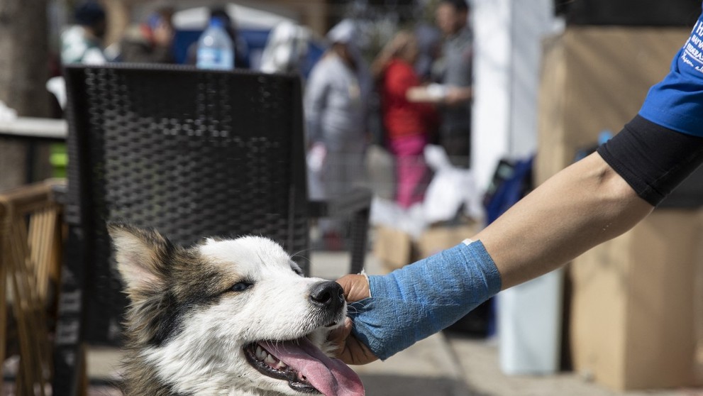 Sibírsky husky Aleks.