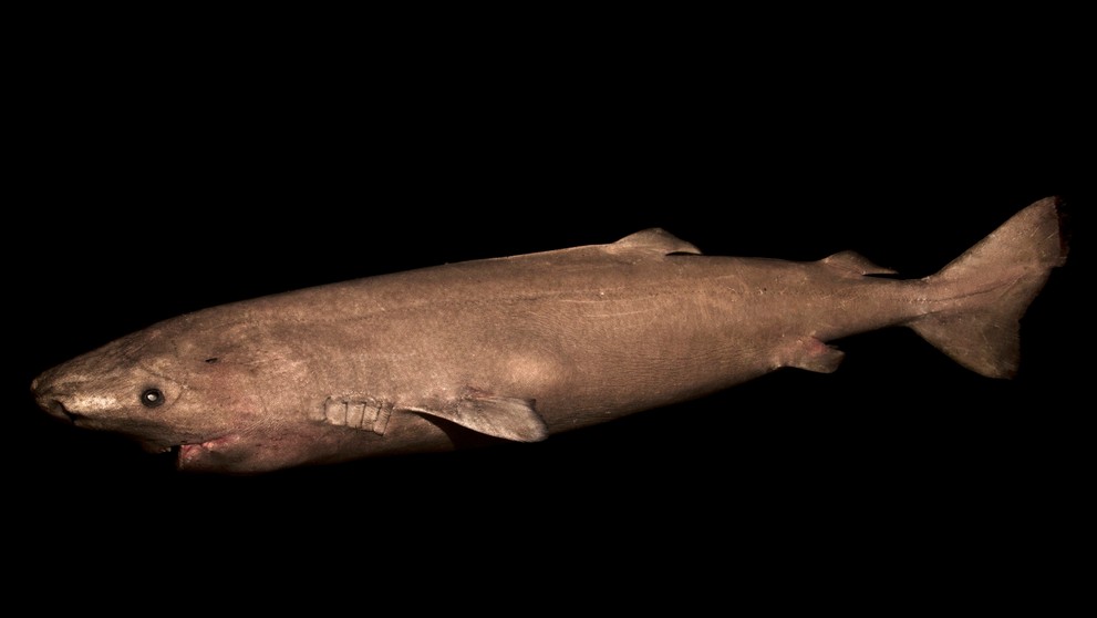 Najstarší žijúci stavovec na svete. 