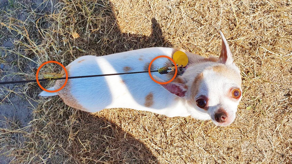 Lúčne koníky sú všade