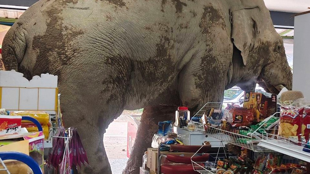 Slon vtrhol do potravín v Thajsku