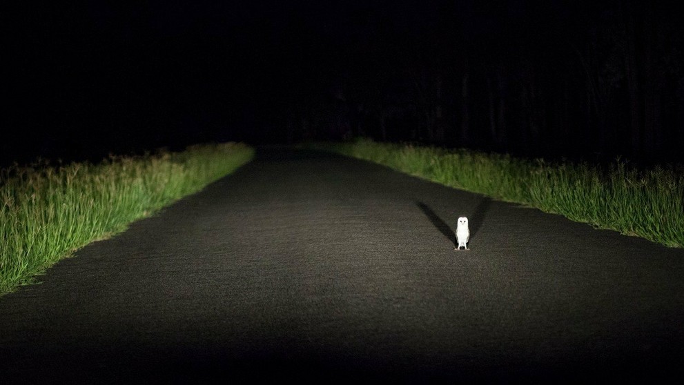Romantika pri nočnej oblohe.