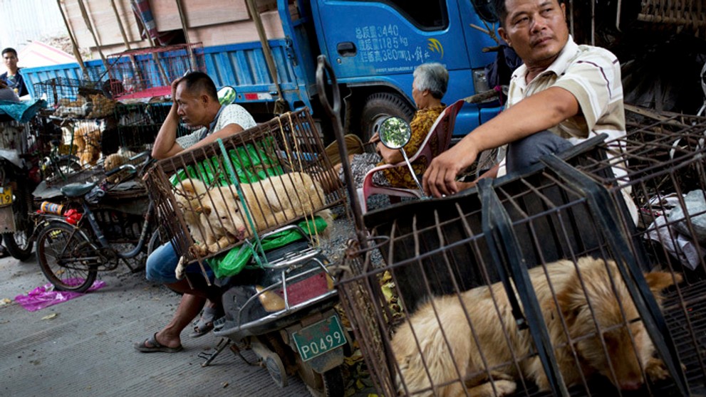 Festival psieho mäsa v Číne.