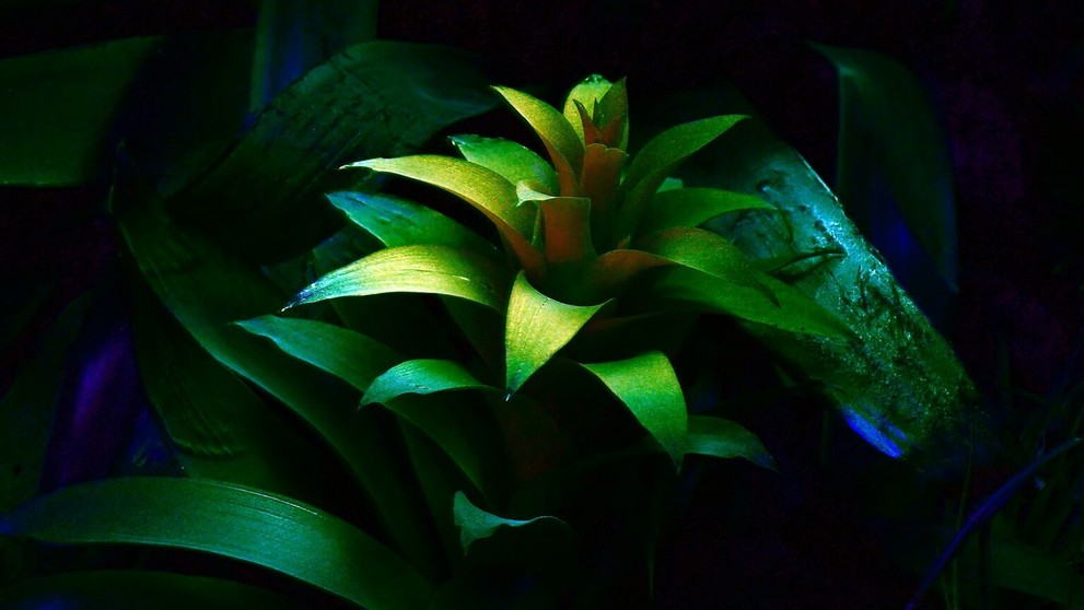 Svietiace rastliny v Košiciach.