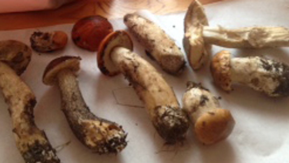 Úlovok z Lúčivnej.