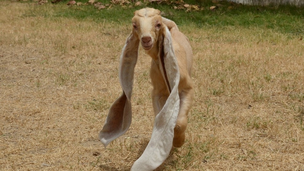 Uši ťahá po zemi a občas ich aj pristúpi