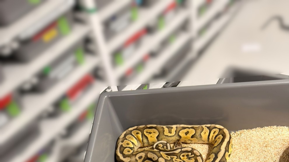 Had na schodisku odhalil 149 pytónov v byte v Krakove.