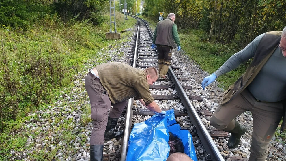 Zrazená medvedica.