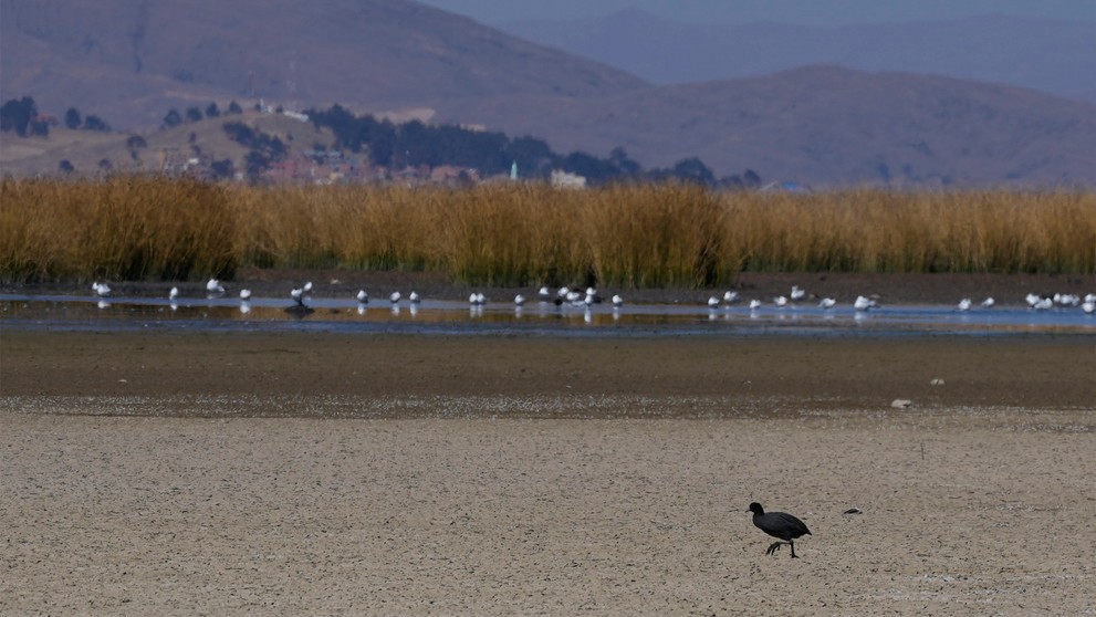 Vták kráča po opustenej časti jazera Titicaca.