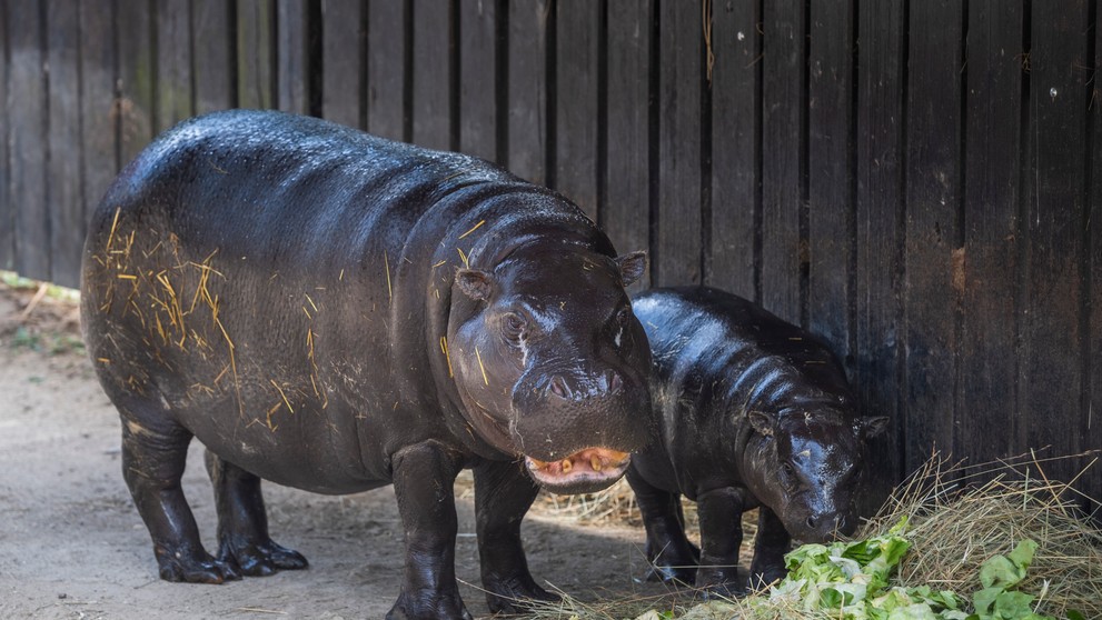 Na snímke zľava samica hrošíka libérijskeho Dimba a mláďa