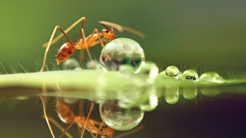 Mravec dokáže preniesť aj kvapku vody.