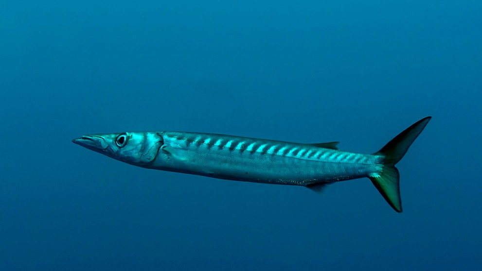 Barakuda stredomorská (Sphyraena viridensis).