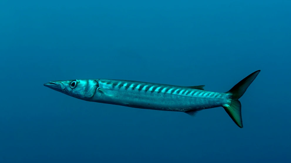 Barakuda stredomorská (Sphyraena viridensis).