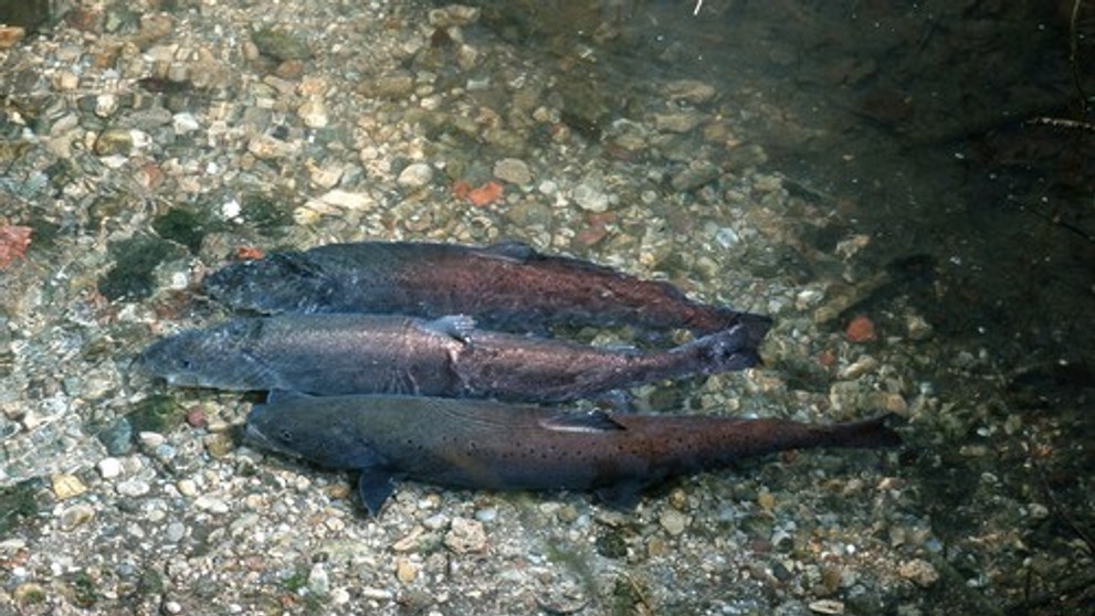 Hlavátka podunajská (lat. hucho hucho)