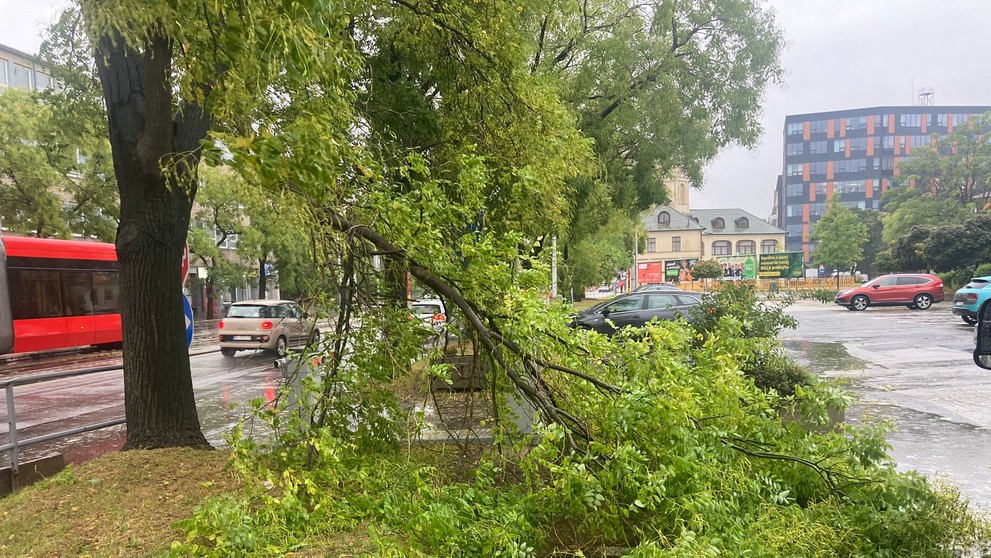 Popadané stromy v bratislavskom Novom Meste.