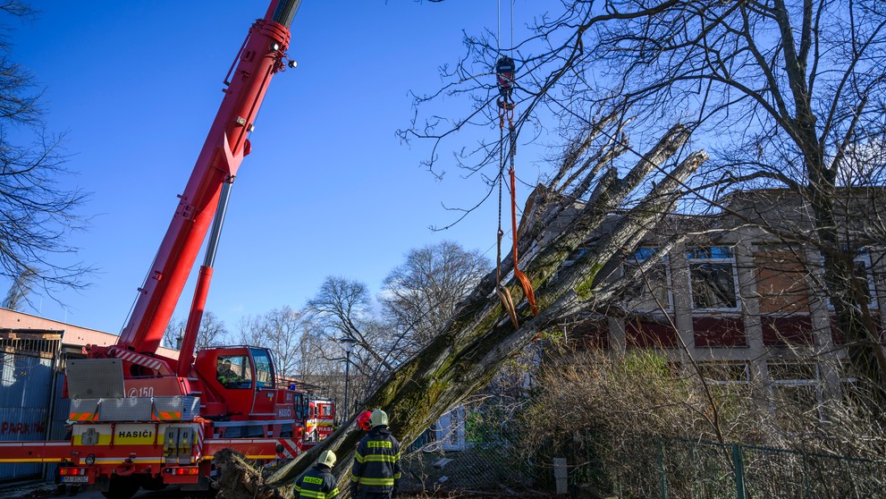 Podnutý strom v Bratislave