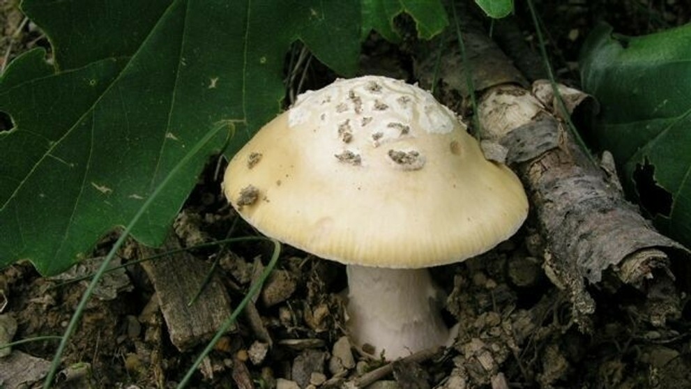 Jedovatá huba - muchotrávka slamovožltá.