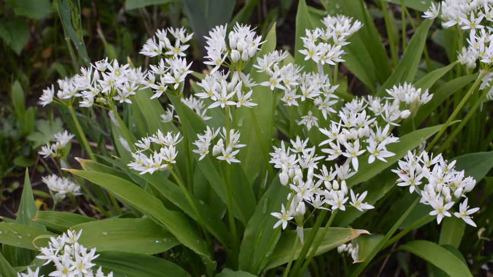 Medvedí cesnak (allium ursinum).