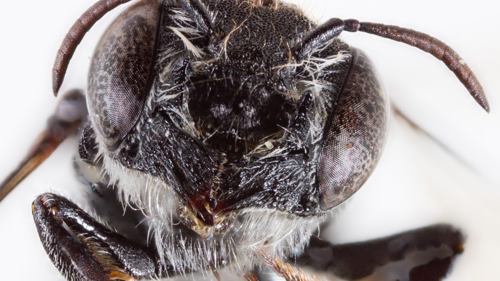 Megachile Lucifer - nový druh včely objavený v Austrálii.