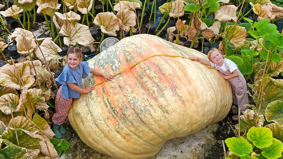 Bratia vypestoval rekordne veľkú tekvicu.