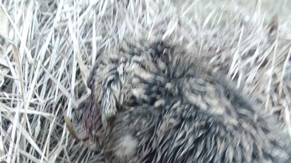 Takto vyzeral Benny, keď ho našli.