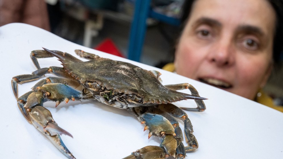 Krab modrý (lat. Callinectes sapidus).