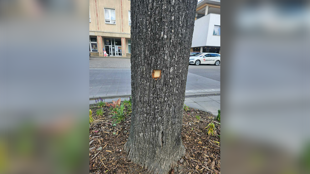 Stopa po guľke v strome.