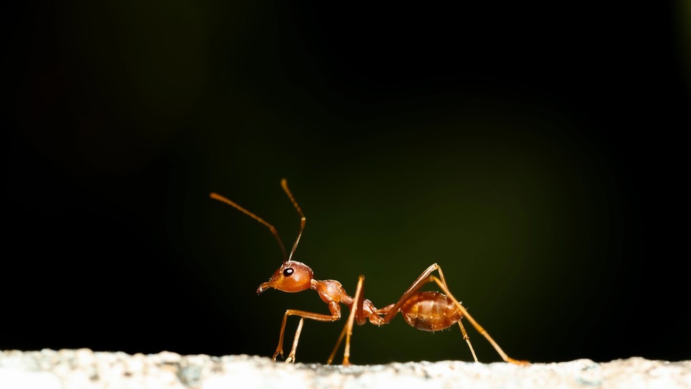 Červený mravec ohnivý (Solenopsis invicta)