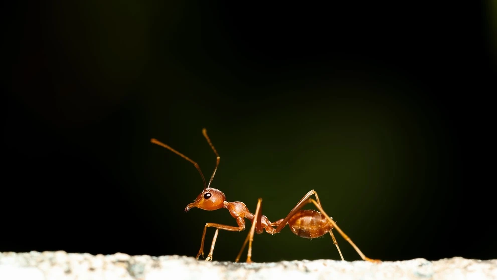 Červený mravec ohnivý (Solenopsis invicta)