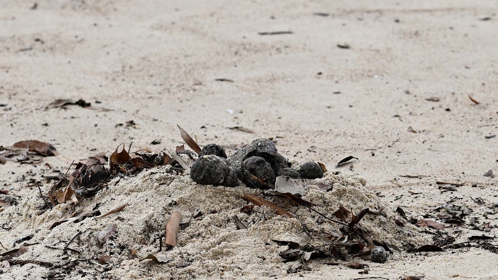 Záhadné čierne gule vyplavené na pláži v Sydney.