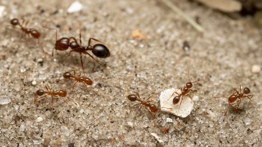 Červený mravec ohnivý (Solenopsis invicta)