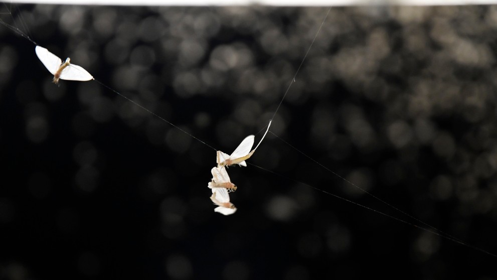 Na snímke Kolonádový most cez rieku Váh počas večerného rojenia podeniek