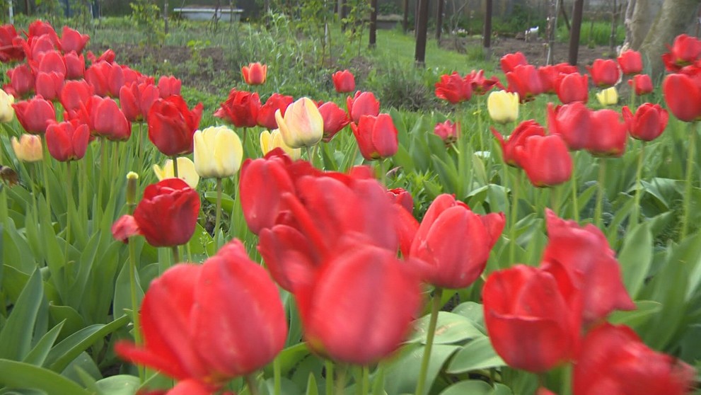 Tulipány v dedine Podlužany.