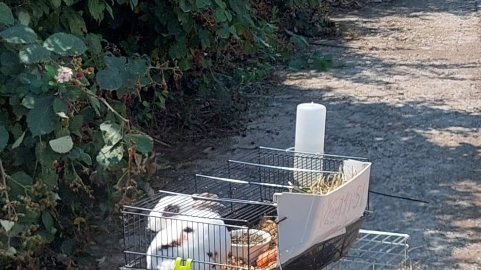 Nitriansky útulok zachraňoval z horúcich klietok zajace