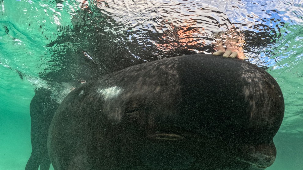 Nešťastie v Austrálii