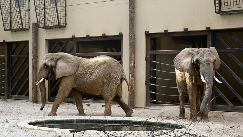 Slonice Gula a Maja v pavilóne slonov v ZOO Bojnice
