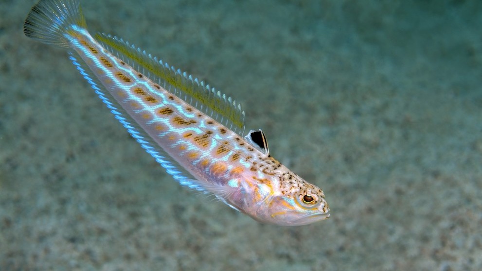 bodavec veľký (lat. Trachinus draco)