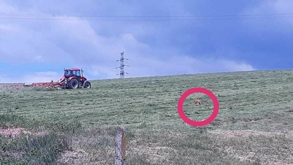 Srnka hľadá svoje mláďa.