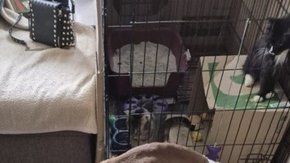 Brutálne týranie zvieraťa.