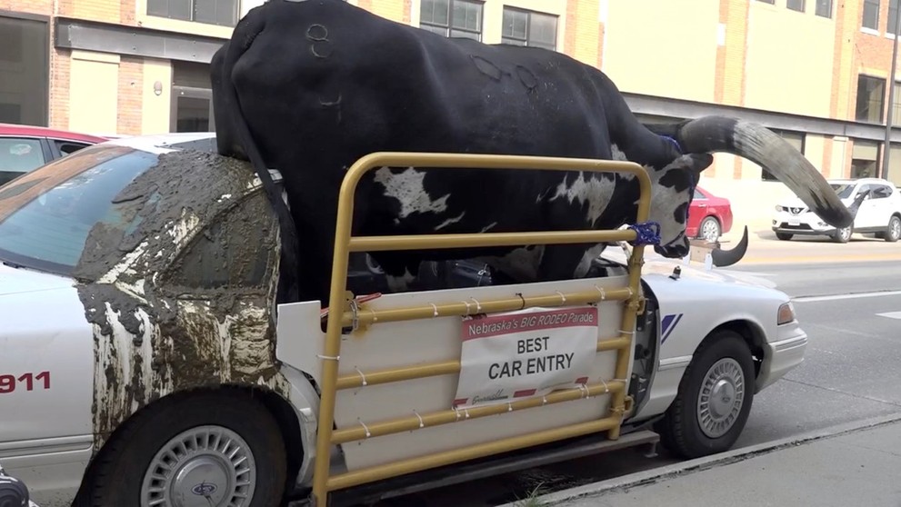 Býk pasažierom v aute.