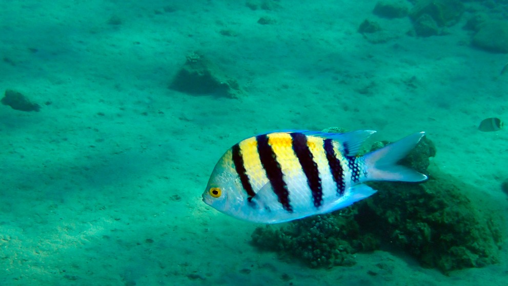 Útesník pruhovaný.