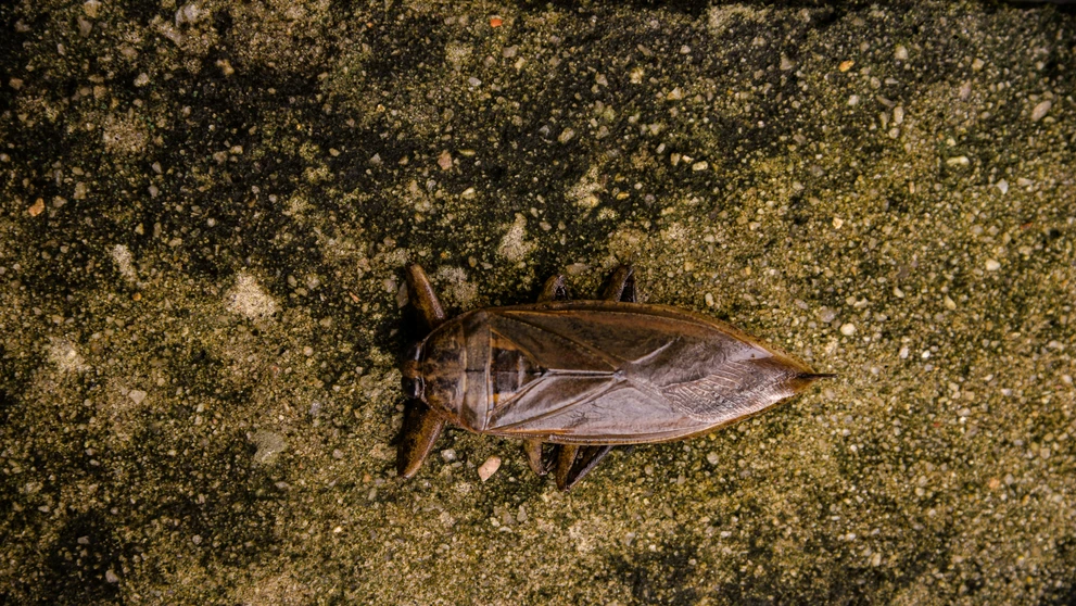 Belostóma veľká (lat. Lethocerus patruelis)