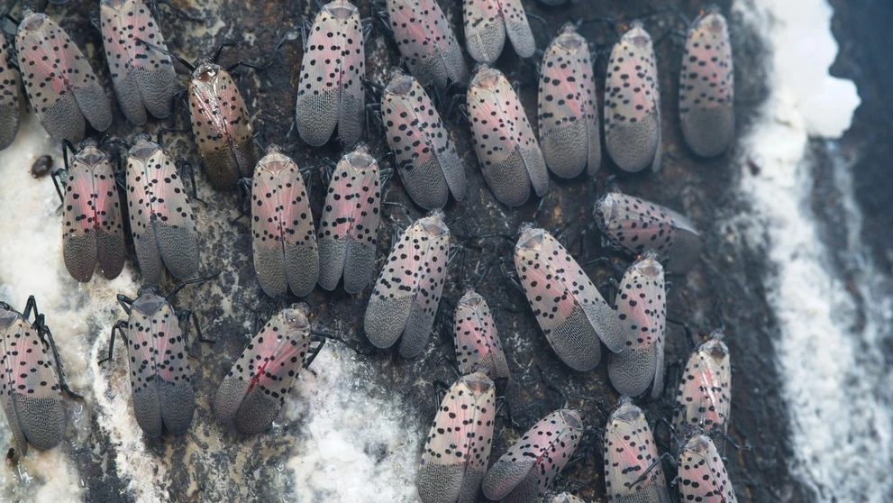 Cikádka škvrnitá (Lycorma delicatula).