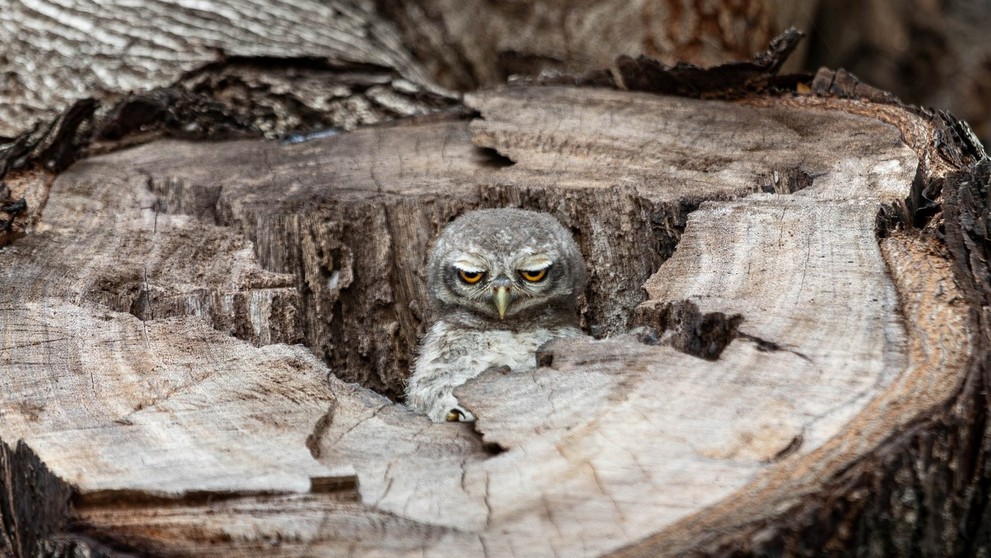 Víťaz kategórie Smiešna príroda: Sova škvrnitá na snímke s názvom Pondelok. 