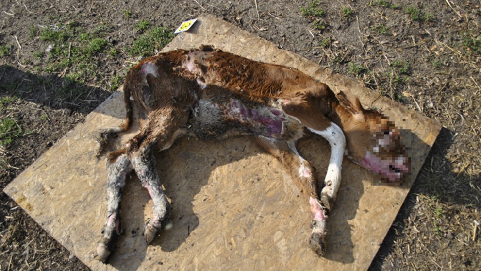 Cintorín uhynutého dobytka.