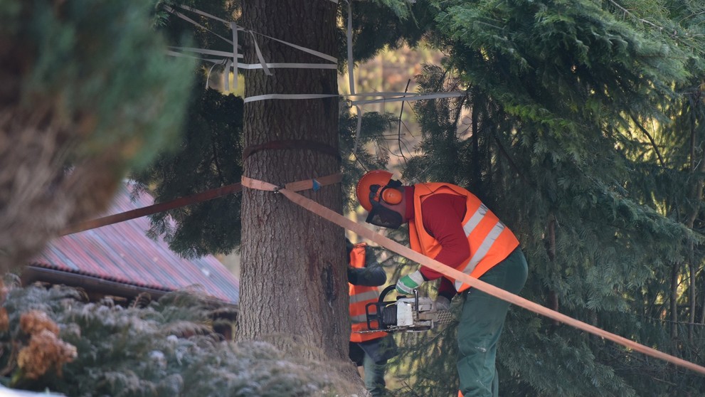 Na snímke stínanie a príprava vianočného stromčeka z Horných Orešian na presun do Bruselu