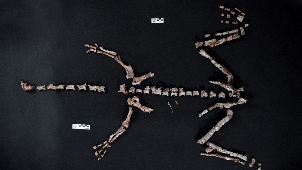 V Argentíne objavili takmer kompletnú kostru dinosaura Huayracursor jaguensis.