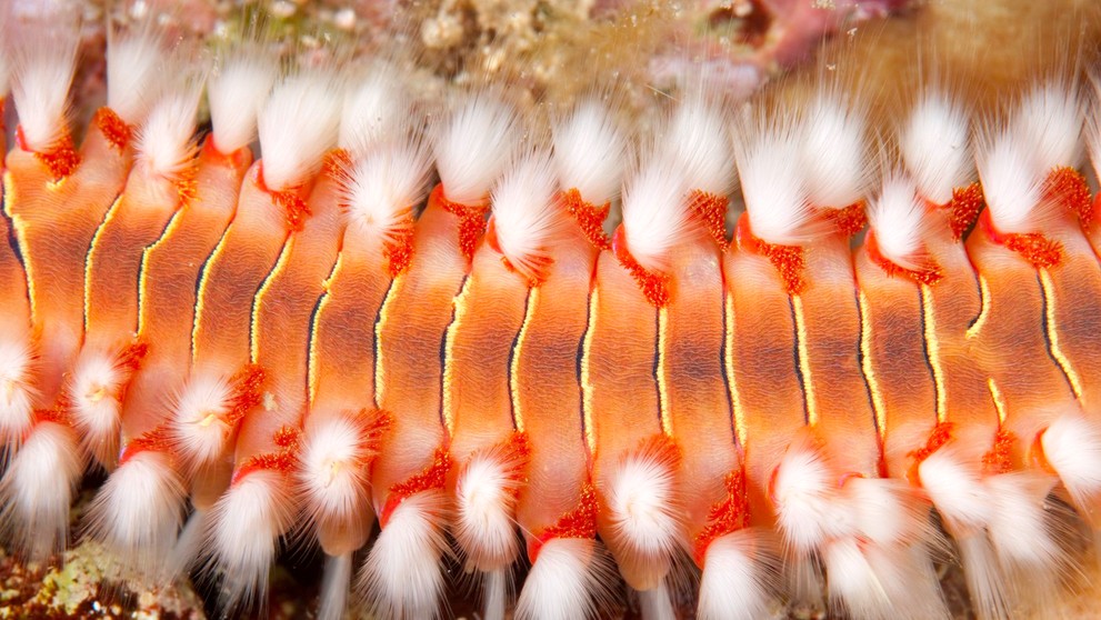 Ohnivý červ - Hermodice carunculata